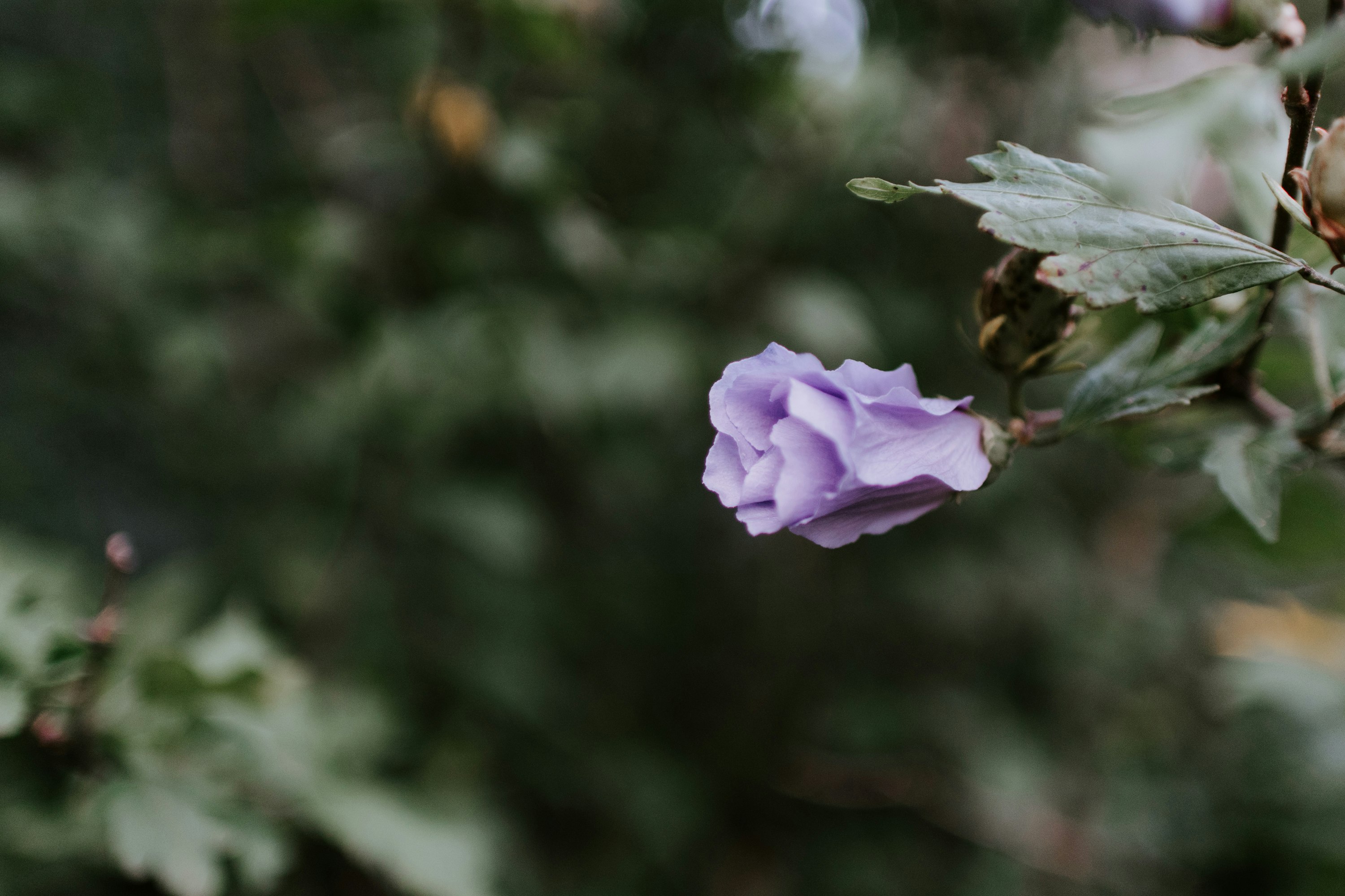 purple petaled flower